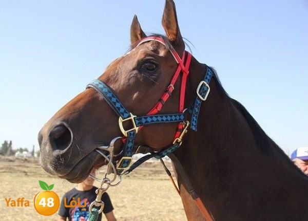 horse race 0602 (32).JPG